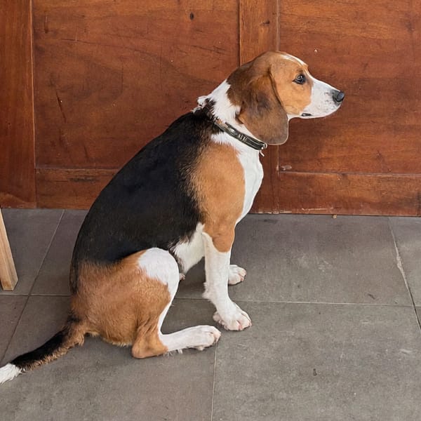 Un beagle sentado frente al mostrador de una tienda de mascotas